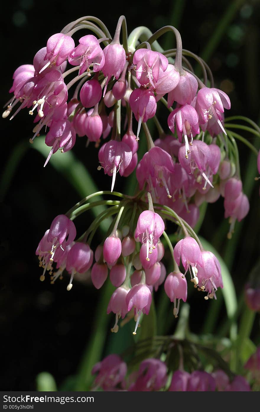 A close up of delicate nodding umbels of tiny bell-shaped pink blossoms in loose clusters borne in the sunshine with a dark blurred background, blooming in late spring. Botanical Name Allium cernuum. Common Name Nodding Onion, Lady's Leek.