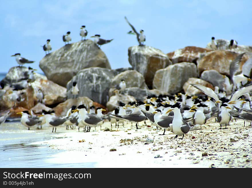 Beach Of Birds