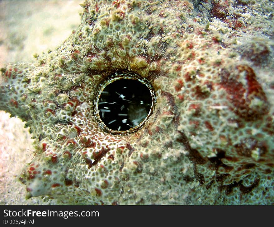 A detail shot of the opening of a sea cucumber. A detail shot of the opening of a sea cucumber