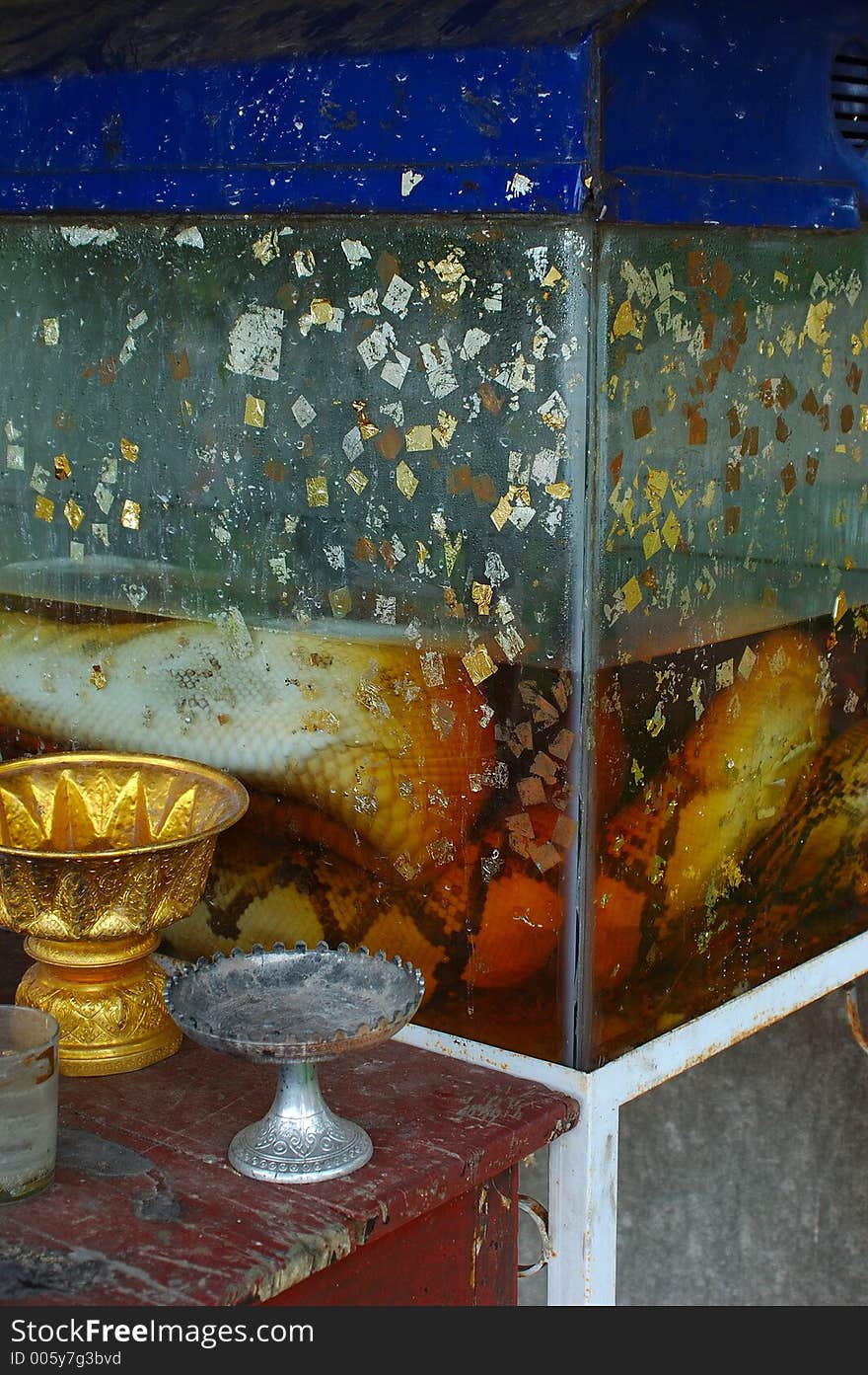 A dead python in an aquarium on display at a Buddhist temple in Surat Thani, Thailand. The display is to show the impermanence of life. A dead python in an aquarium on display at a Buddhist temple in Surat Thani, Thailand. The display is to show the impermanence of life.