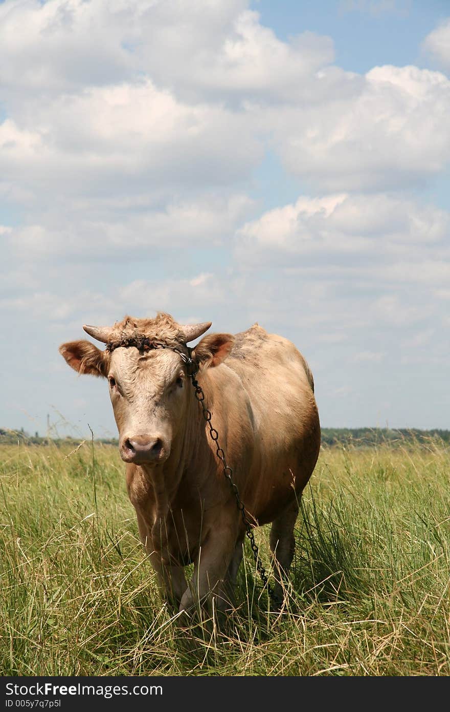 Bull on the grassland