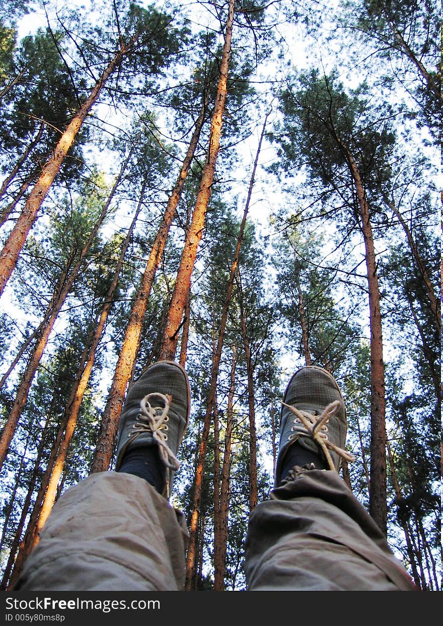 Feet on the pines and sky. Feet on the pines and sky