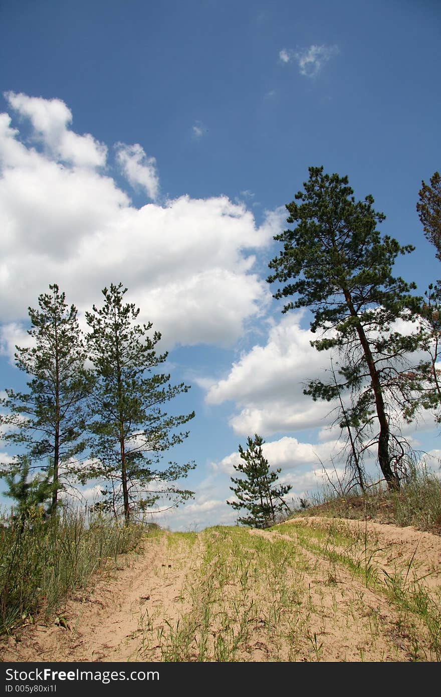 Sky,pine And Road