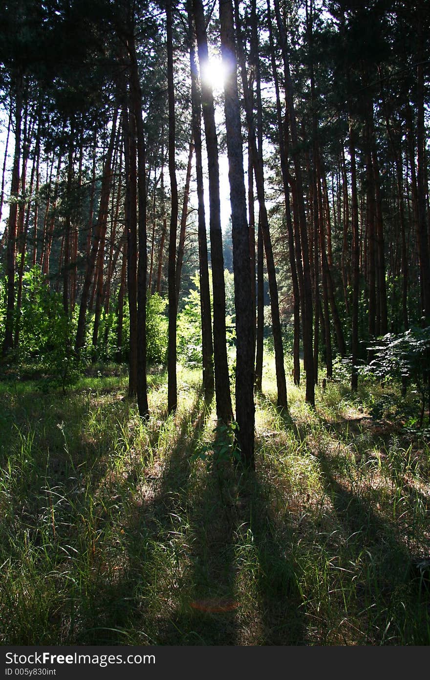 Forest and sun. Forest and sun