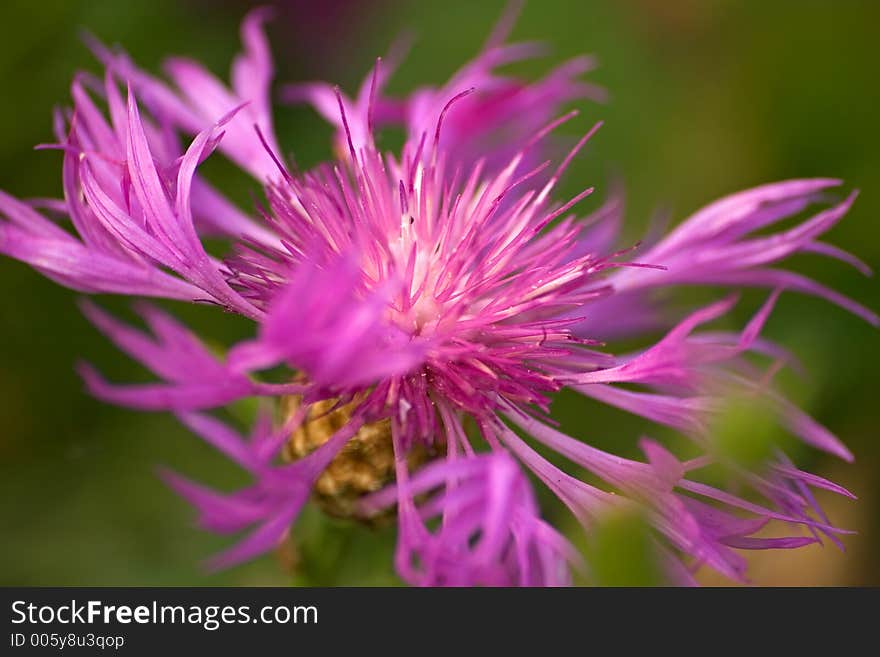 Pink swirly flower