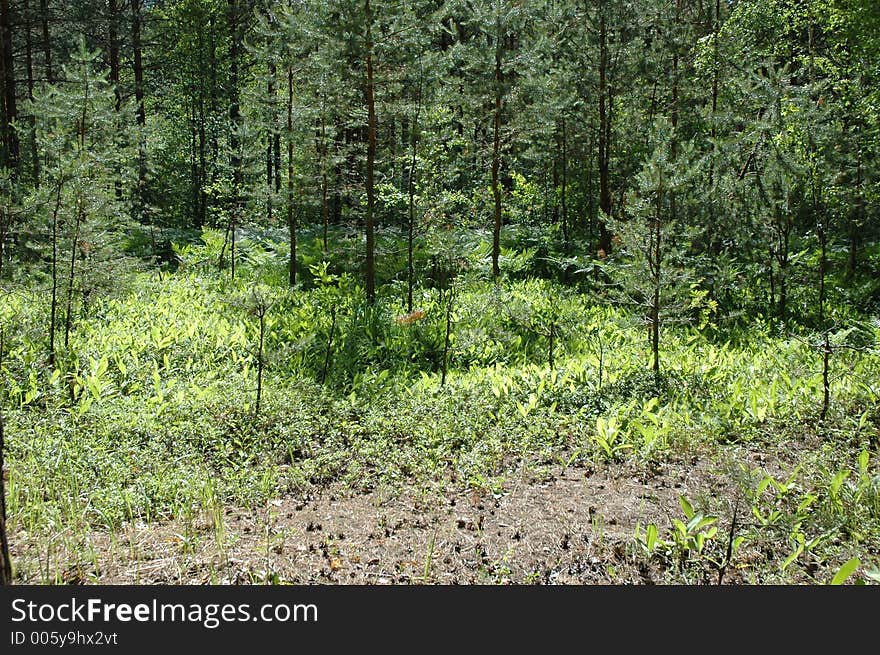 Forest in summer