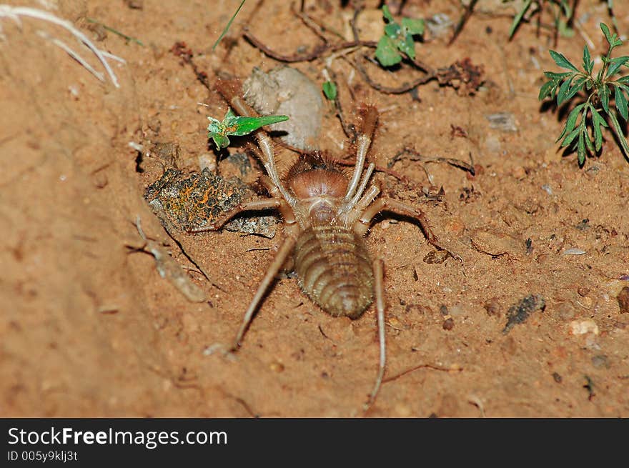 Red Roman spider in the dirt