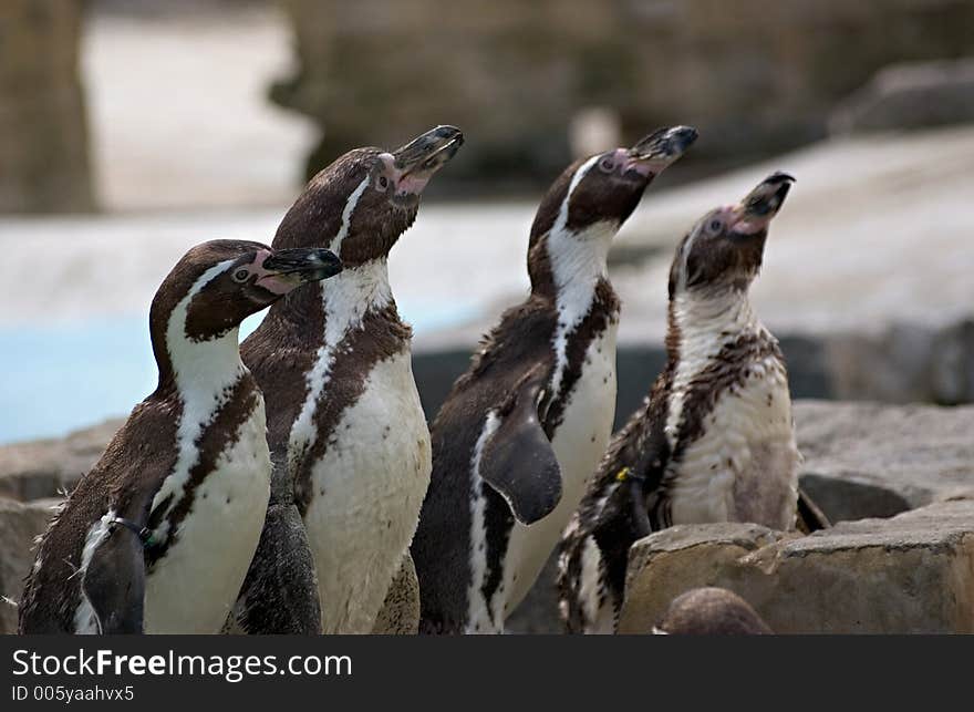 Penguin tea time