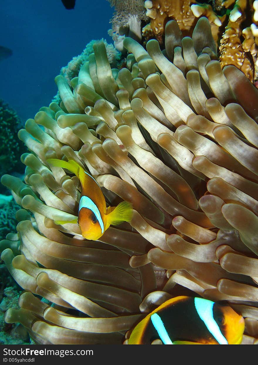 Vibrant soft corals and Clown fish darting amongst the stinging tenticles of the Sea Anomone