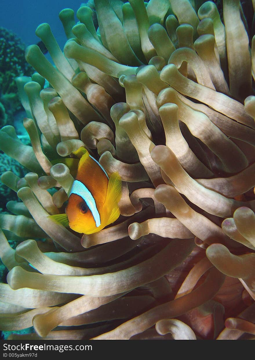 Vibrant soft corals and Clown fish darting amongst the stinging tenticles of the Sea Anomone