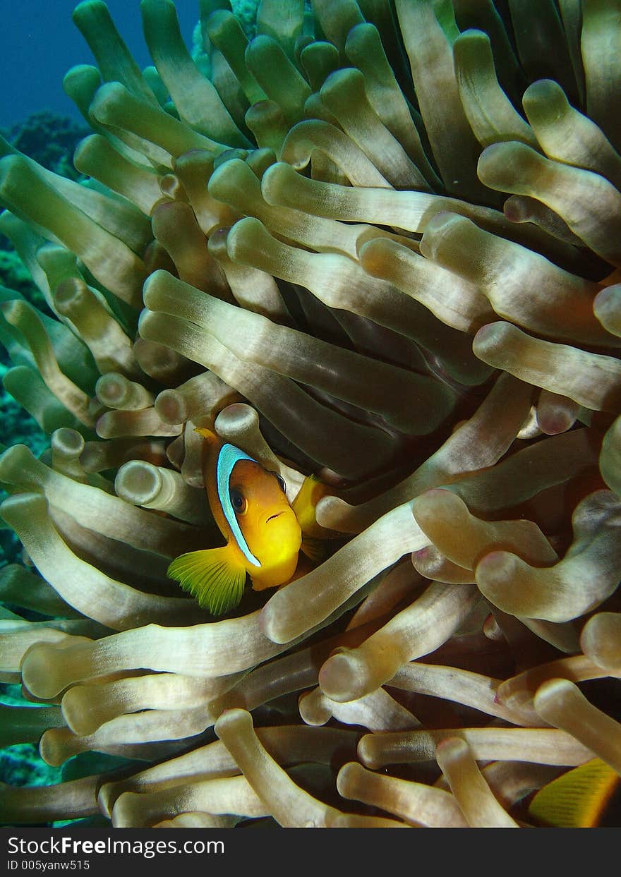 Vibrant soft corals and Clown fish darting amongst the stinging tenticles of the Sea Anomone