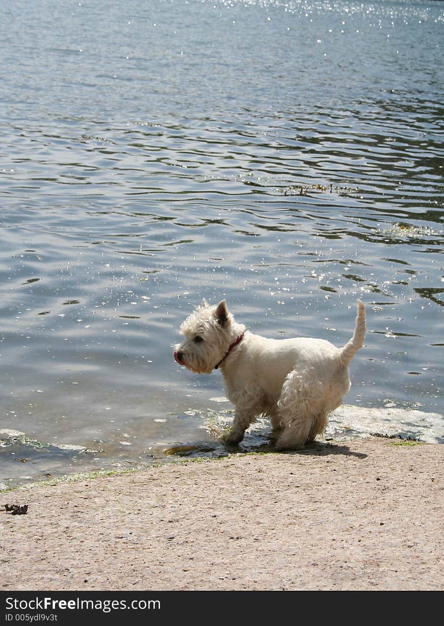 Small white dog running on the beach. Small white dog running on the beach.