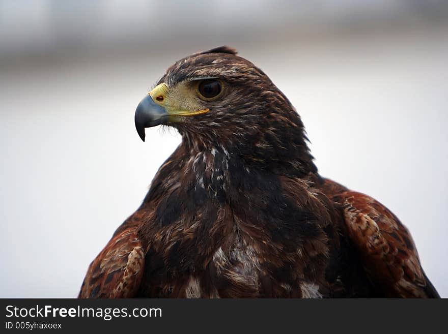 Eagle portrait