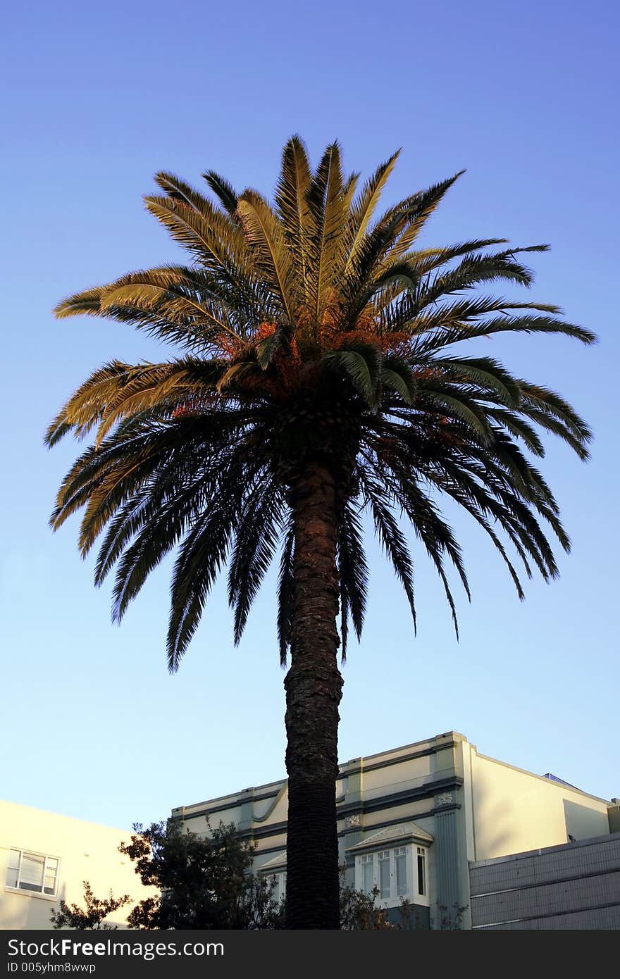 Urban Palm Tree In Morning Light With Clear Blue Sky, Sydney, Australia