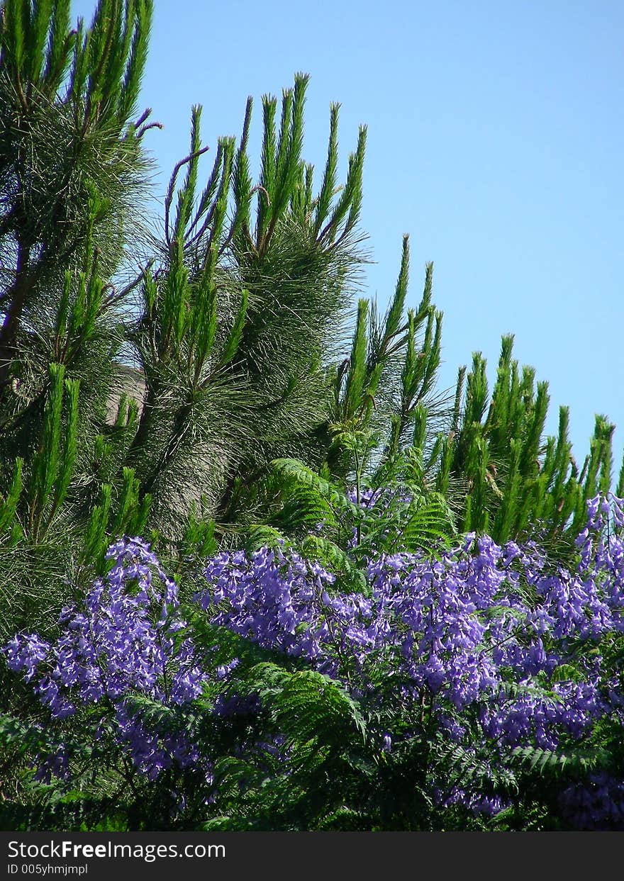 Green And Lilac