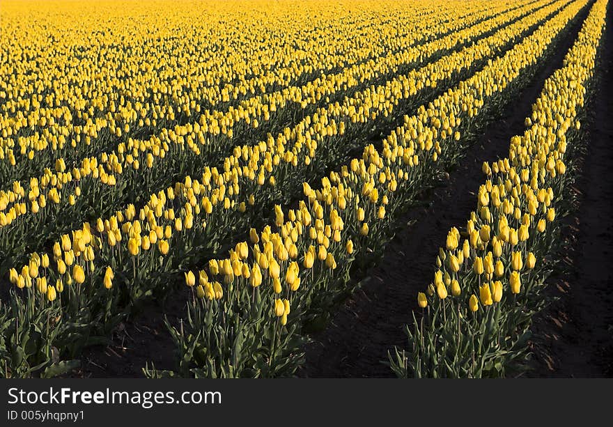 Dutch tulip fields. Dutch tulip fields