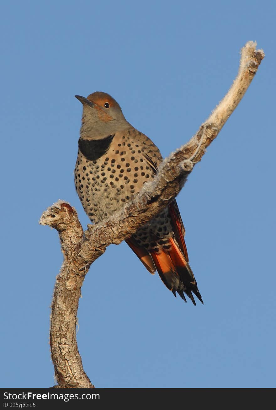 Red Shafted Northern Flicker