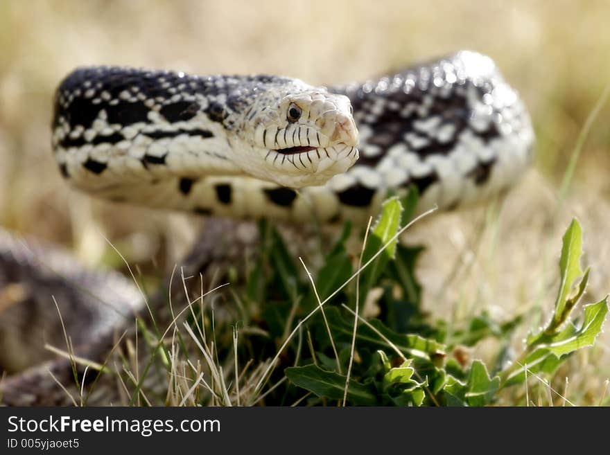 A Bull Snake lifting its body in a defensive posture, ready to strike (shallow focus, focus point on eye and head). A Bull Snake lifting its body in a defensive posture, ready to strike (shallow focus, focus point on eye and head)