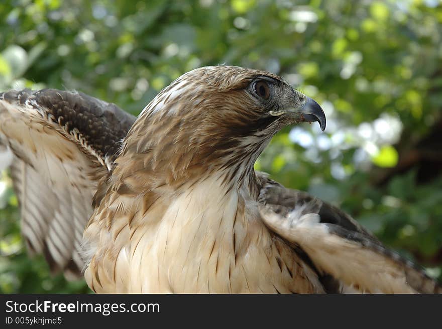 Swainson's Hawk. Swainson's Hawk