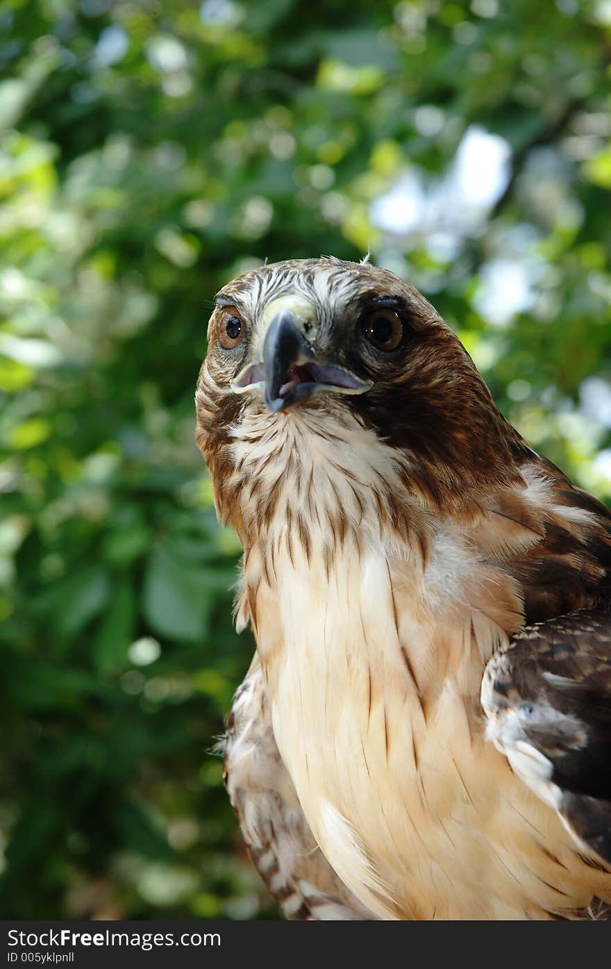 Swainson's Hawk. Swainson's Hawk