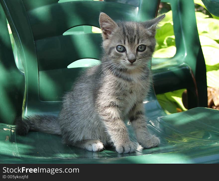 A kittie, lying on the ground. A kittie, lying on the ground