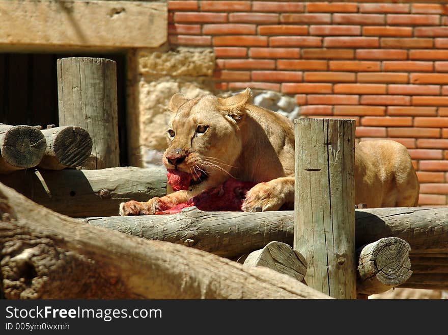 Aggressive lion eating meat