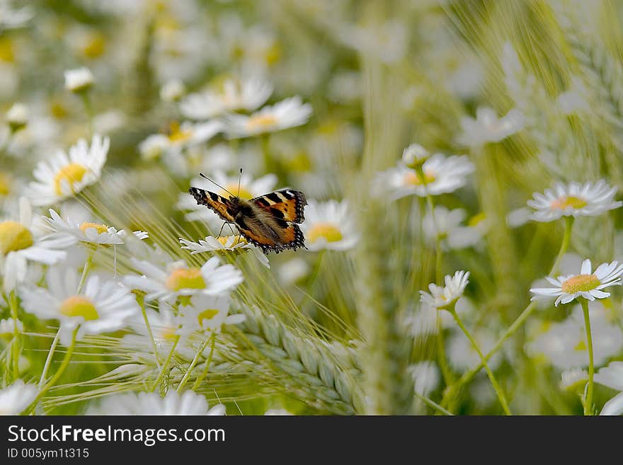 Nature photography. Nature photography