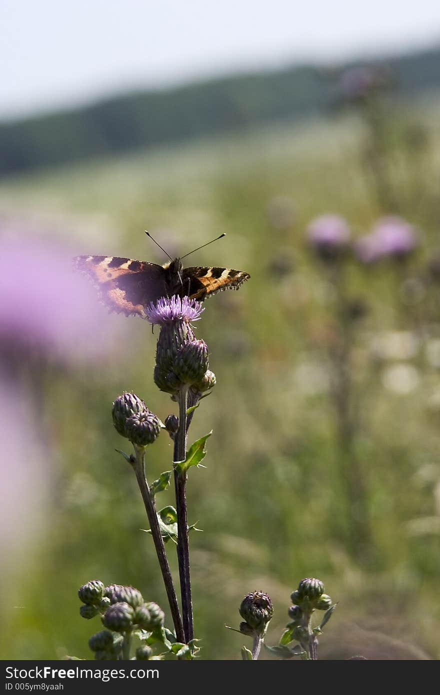 Nature photography. Nature photography