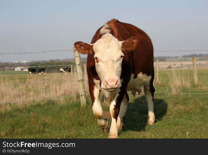 Brown Cow