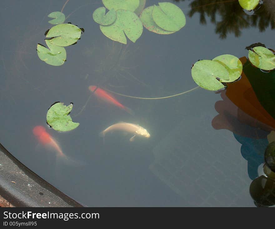 White Koi, Red Oranda, and a Comet with young lily pads. White Koi, Red Oranda, and a Comet with young lily pads.