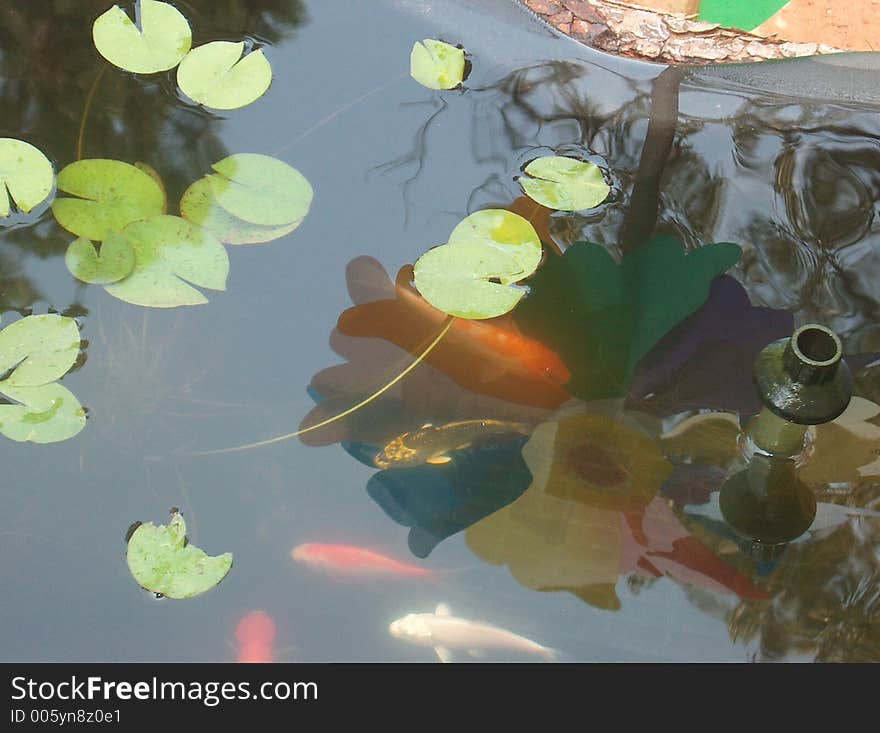 Gold Koi, White Koi, Red and white Koi, Comet and Red Oranda in a small pond. Gold Koi, White Koi, Red and white Koi, Comet and Red Oranda in a small pond.