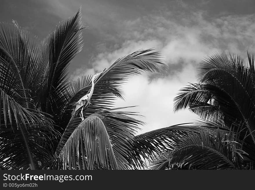 Heron In A Palm Tree