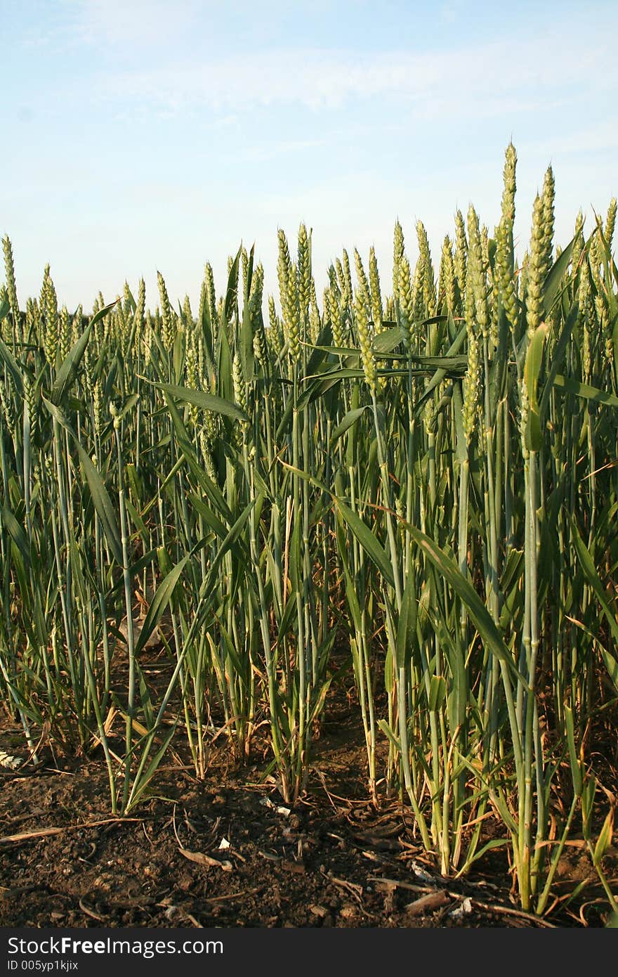 Corn grows from the brown soil and stretches up to the blue sky in search of sunlight. Corn grows from the brown soil and stretches up to the blue sky in search of sunlight