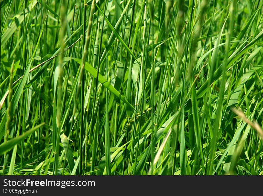 Green reeds composition