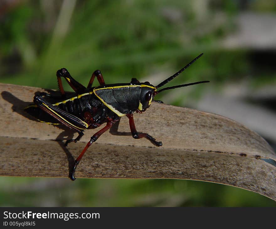 Grass Hopper On The Leaf.