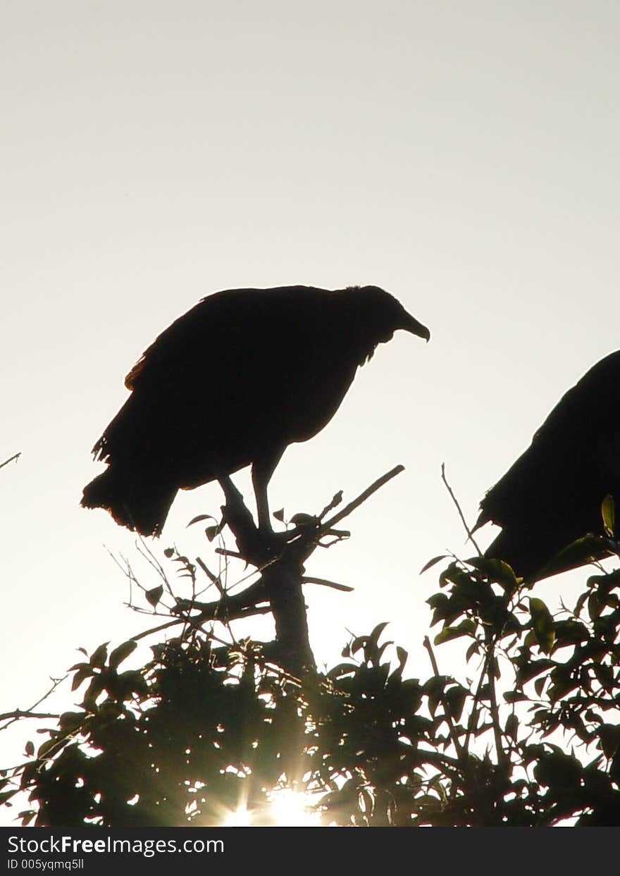 Buzzards at sunset on the river in Florida. Buzzards at sunset on the river in Florida.