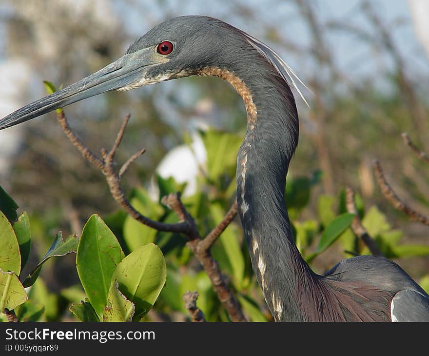 Blue heron in spring up river in Florida.