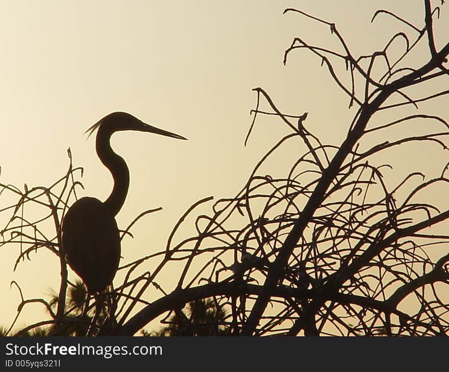 Egret at sunset up river in Florida.