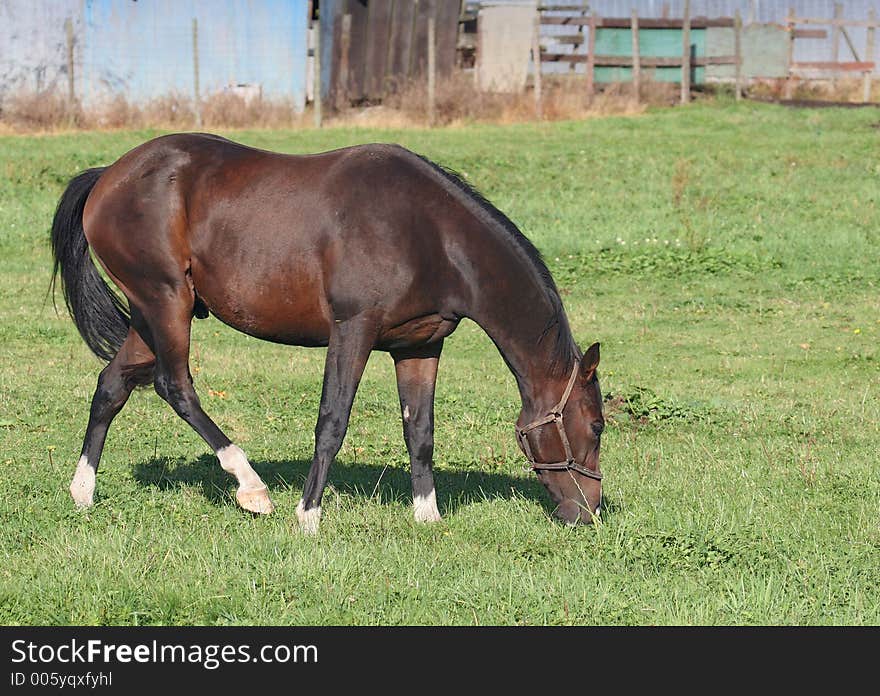 Horse grazing