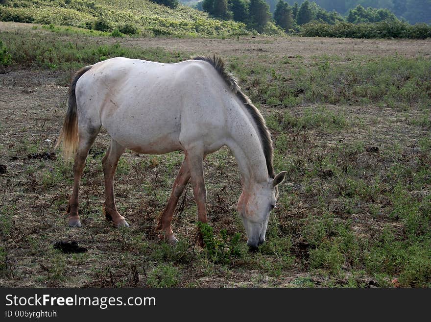 Horse pasturing. Horse pasturing