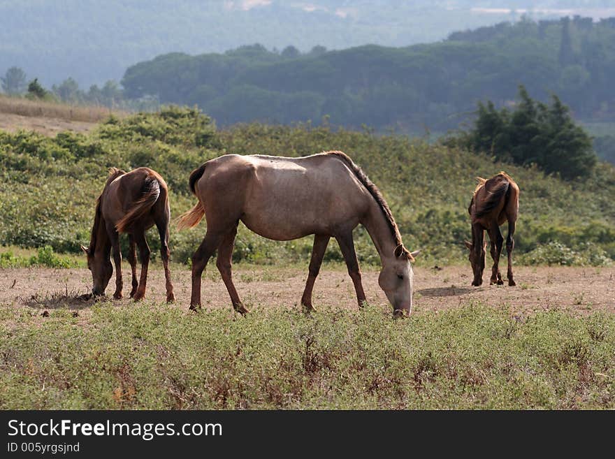 Horses pasturing. Horses pasturing