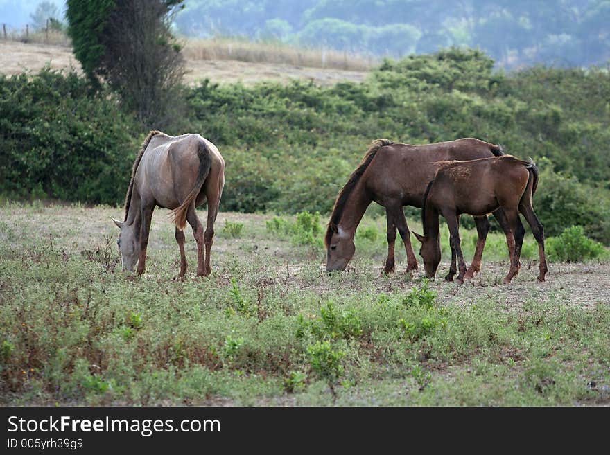 Horses pasturing. Horses pasturing