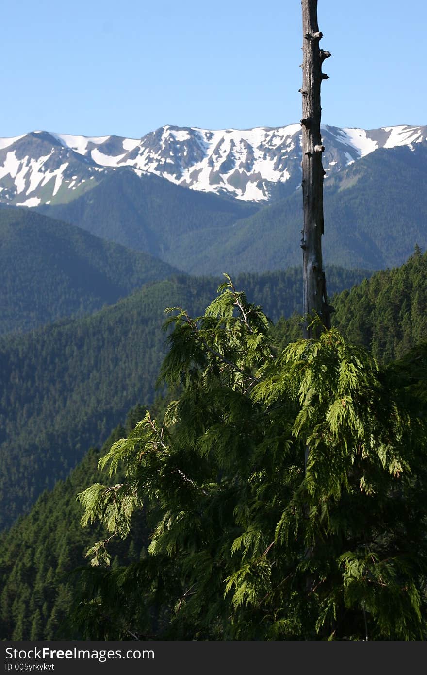 A view of the Olymic Mountains through the trees. A view of the Olymic Mountains through the trees.