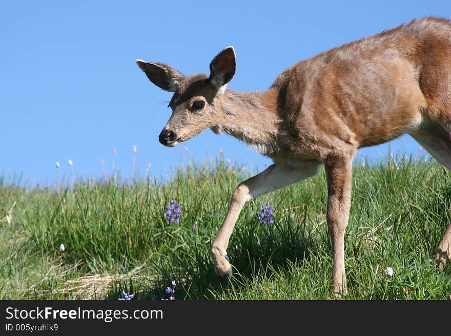 Fawn Walking