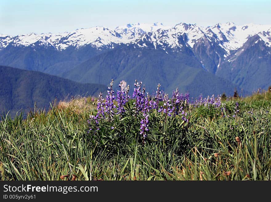 A field of flowers overlooking the Olympic mountain range. A field of flowers overlooking the Olympic mountain range.