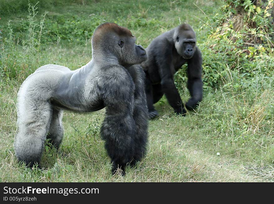 Male and Female Gorilla