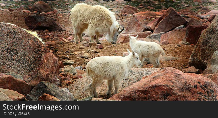 Rocky Mountain Goats