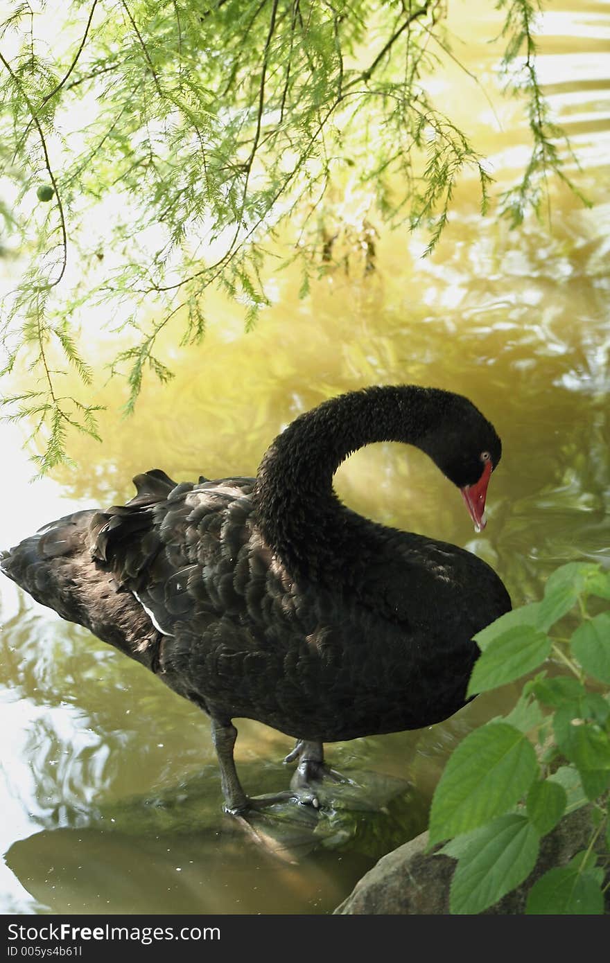 Black Swan swimming in pond. Black Swan swimming in pond