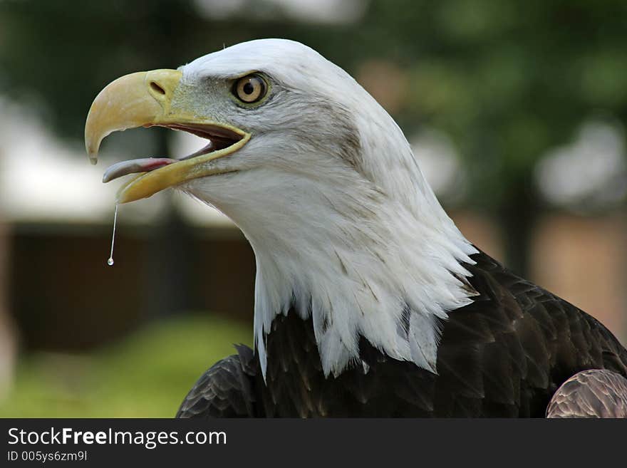 Profile Of A Eagle