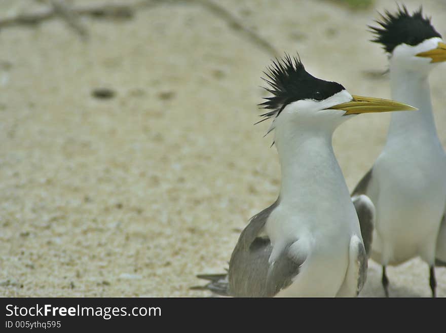 Tern